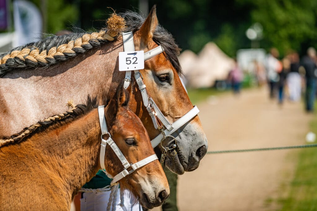 Belgierhoppe med føl, Det Fynske Dyrskue 2025.